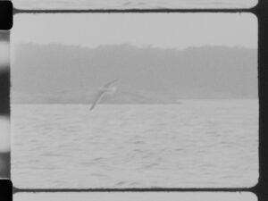 A grainy photo still of a cloudy day. A seagull flies over the sea with hilly land beyond